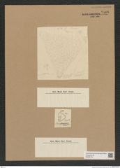 Diatomeae indet. Zeichnungen Sammlung Grunow Nr. 7568 (NHMW-BOT-W0376716)